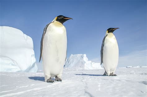 antarctic penguin facts.